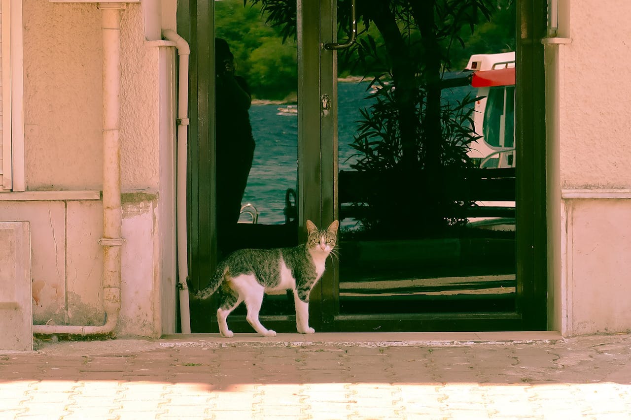 Honoring Our Feline Friends: The Moral Imperative of Respecting Domestic Cats