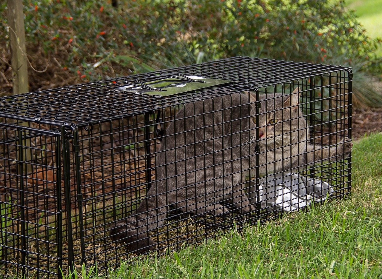 The Benefits of TNR Programs